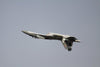 Freewing SU-35 Gray Camo Twin High Performance 70mm EDF Thrust Vectoring Jet - PNP FJ30313P